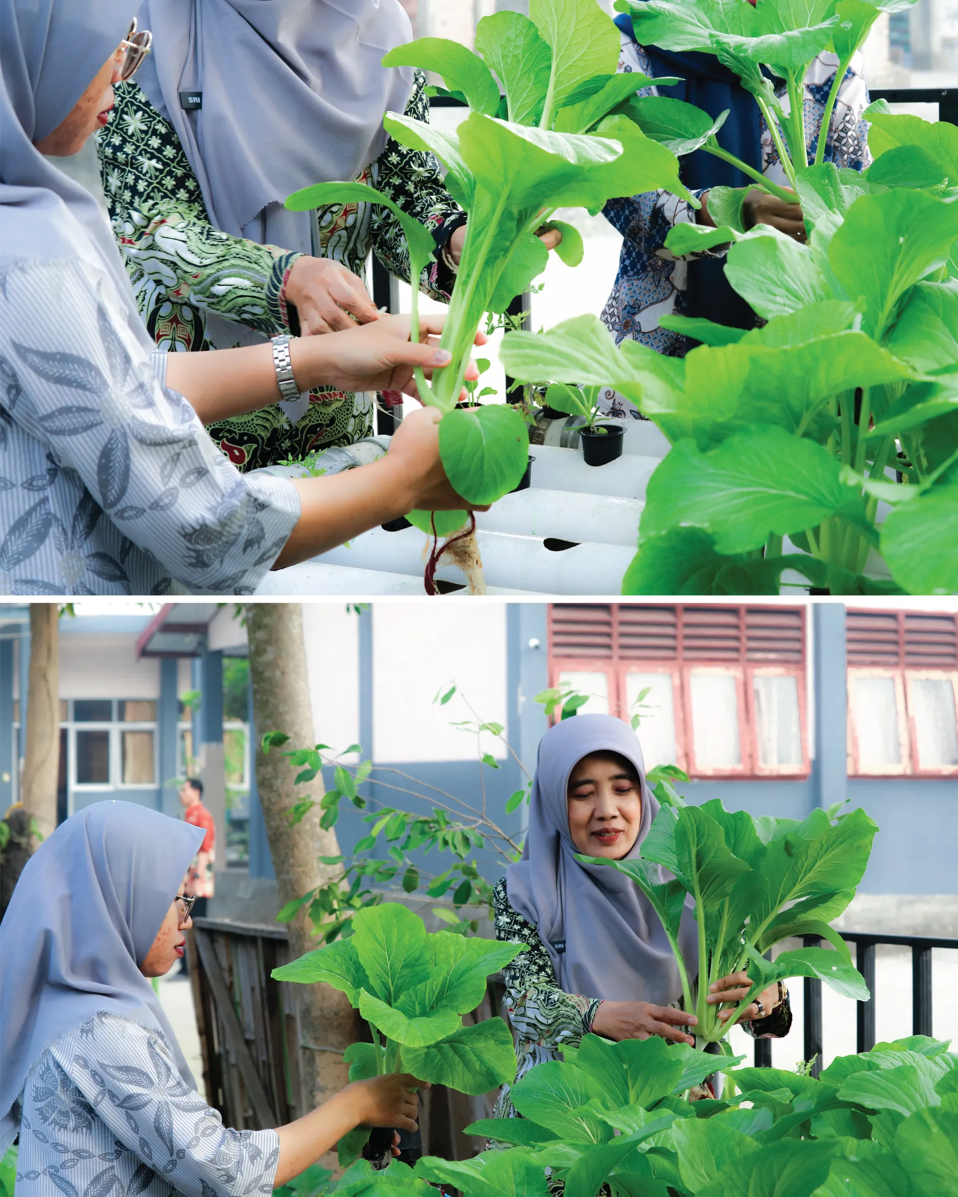 PANEN SAYURAN HIDROPONIK